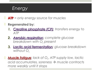 Energy
 ATPATP = only energy source for muscles
 Regenerated by:
1.1. Creatine phosphate (CP)Creatine phosphate (CP): transfers energy to
ATP
2.2. Aerobic respirationAerobic respiration: complete glucose
breakdown with O2 present
3.3. Lactic acid fermentationLactic acid fermentation: glucose breakdown
without O2
 Muscle fatigueMuscle fatigue: lack of O2, ATP supply low, lactic
acid accumulates, soreness  muscle contracts
more weakly until it stops
 