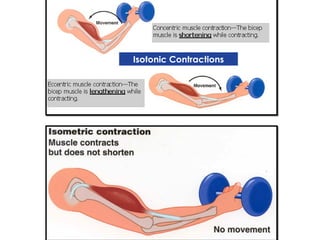 Isotonic Contractions
 