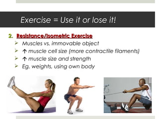 Exercise = Use it or lose it!
2.2. Resistance/Isometric ExerciseResistance/Isometric Exercise
 Muscles vs. immovable object
  muscle cell size (more contractile filaments)
  muscle size and strength
 Eg. weights, using own body
 