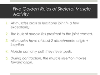 Five Golden Rules of Skeletal Muscle
Activity
1. All muscles cross at least one joint (+ a few
exceptions).
2. The bulk of muscle lies proximal to the joint crossed.
3. All muscles have at least 2 attachments: origin +
insertion
4. Muscle can only pull; they never push.
5. During contraction, the muscle insertion moves
toward origin.
 