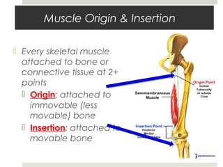 Muscle Origin & Insertion
 Every skeletal muscle
attached to bone or
connective tissue at 2+
points
 Origin: attached to
immovable (less
movable) bone
 Insertion: attached to
movable bone
 