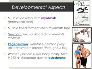 Developmental Aspects
 Muscles develop from myoblasts
(embryonic cells)
 Muscle fibers formed when myoblasts fuse
 Newborn: uncoordinated movements,
reflexive
 Regeneration: skeletal & cardiac (very
limited); smooth muscle (throughout life)
 Women (Muscle = 36% body mass), Men
(42%)  difference due to testosterone
 