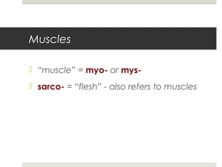 Muscles
 “muscle” = myo- or mys-
 sarco- = “flesh” - also refers to muscles
 