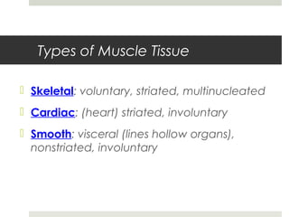 Types of Muscle Tissue
 Skeletal: voluntary, striated, multinucleated
 Cardiac: (heart) striated, involuntary
 Smooth: visceral (lines hollow organs),
nonstriated, involuntary
 