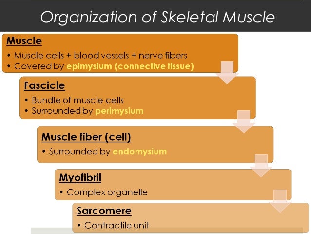 Anatomy & Physiology Lecture Notes - Muscles & muscle tissue