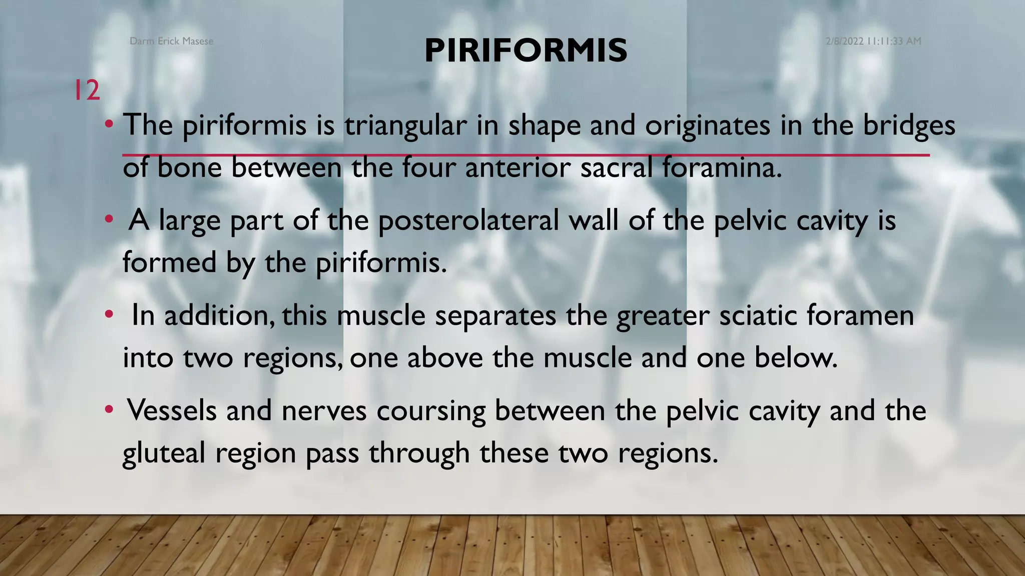 Muscles of abdomen, pelvis and lower limbs | PDF