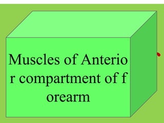Muscles of
Chest
Muscles of Anterio
r compartment of f
orearm
 