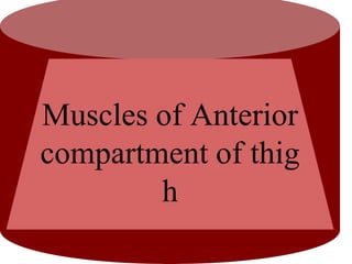 Muscles of Anterior
compartment of thig
h
 