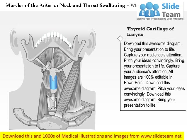 Muscles Of Anterior Neck And Throat Swallowing Medical