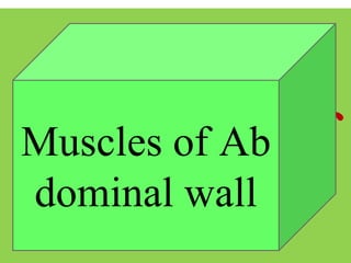 Muscles of
Chest
Muscles of Ab
dominal wall
 
