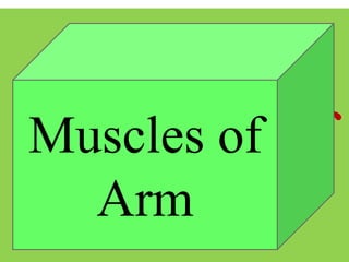 Muscles of
Chest
Muscles of
Arm
 