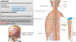Muscles of back, Suboccipital triangle | PPTX