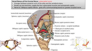 Muscles of back, Suboccipital triangle | PPTX