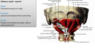 Muscles of back, Suboccipital triangle | PPTX
