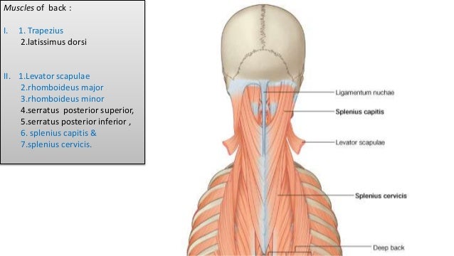 What is ligamentum nuchae — photo 2