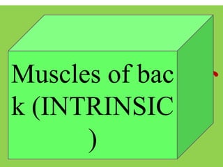 Muscles of
Chest
Muscles of bac
k (INTRINSIC
)
 