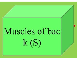 Muscles of
Chest
Muscles of bac
k (S)
 