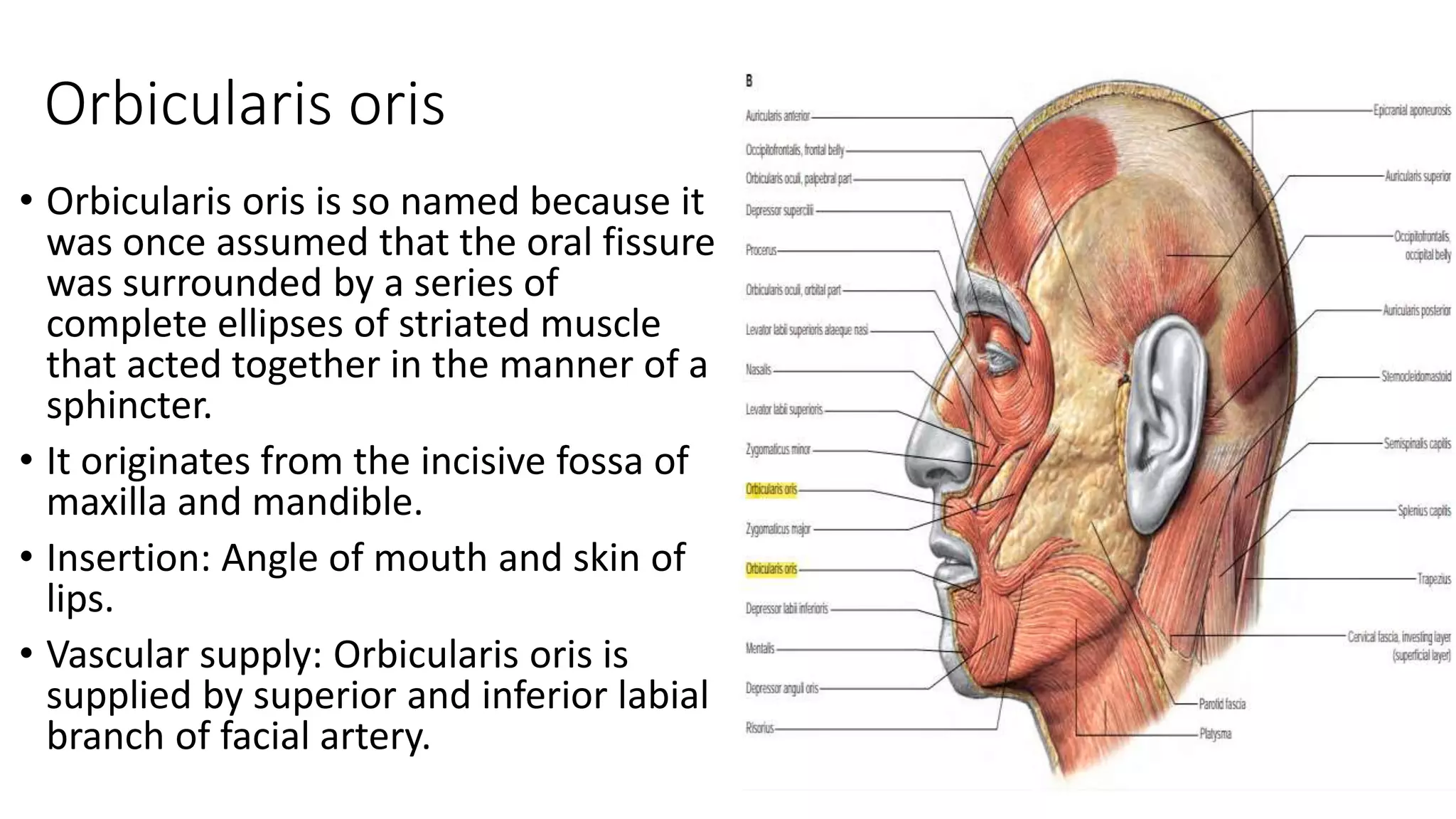 Muscles of Face.pptx