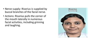 Risorius Injection Muscles of Face.pptx