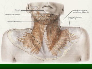 Intercheilion Line Muscles of Face and facial expressions with nerve and blood supply | PDF