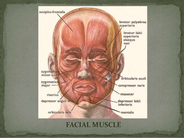 muscles of the face