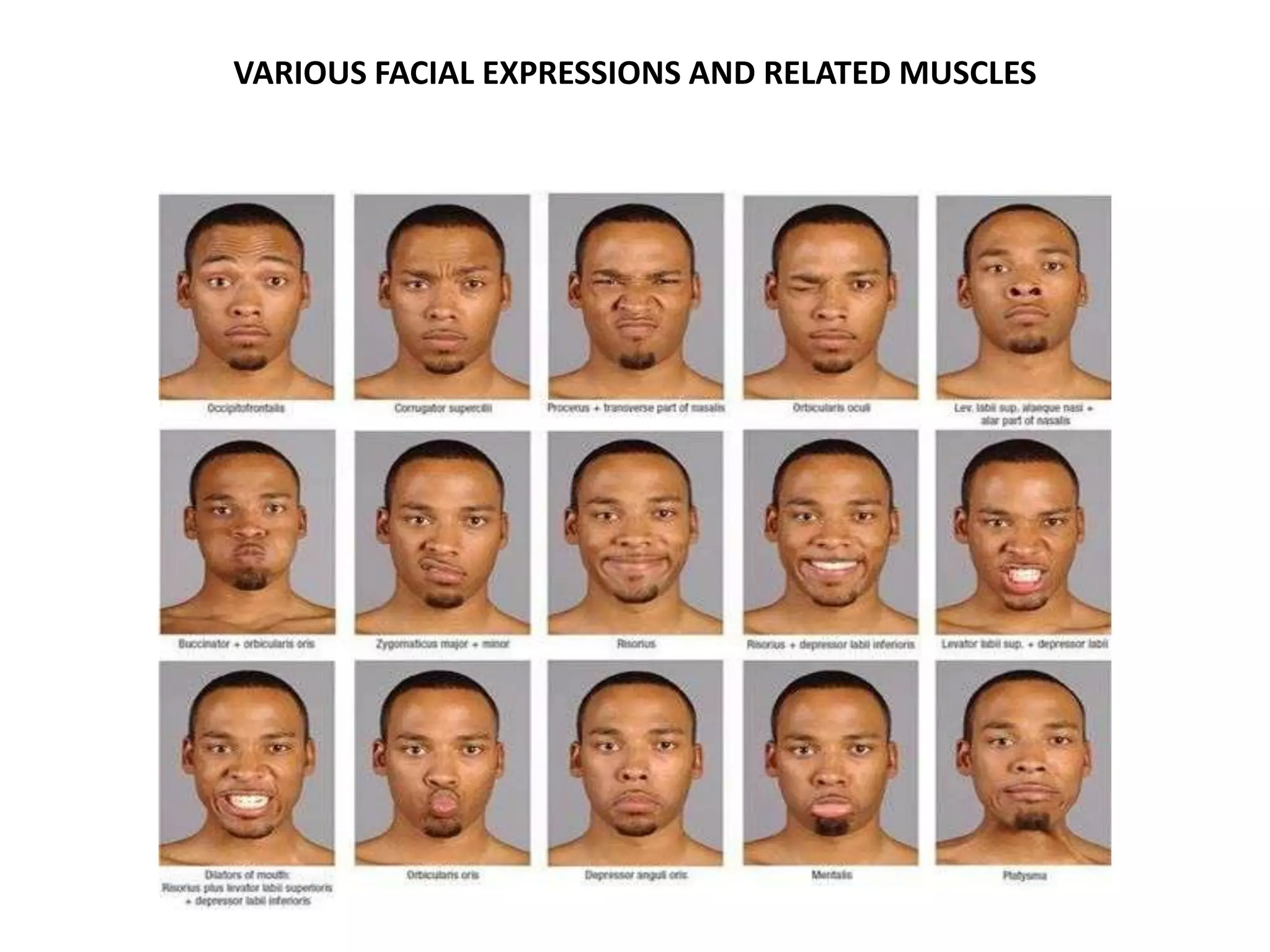 VARIOUS FACIAL EXPRESSIONS AND RELATED MUSCLES
 