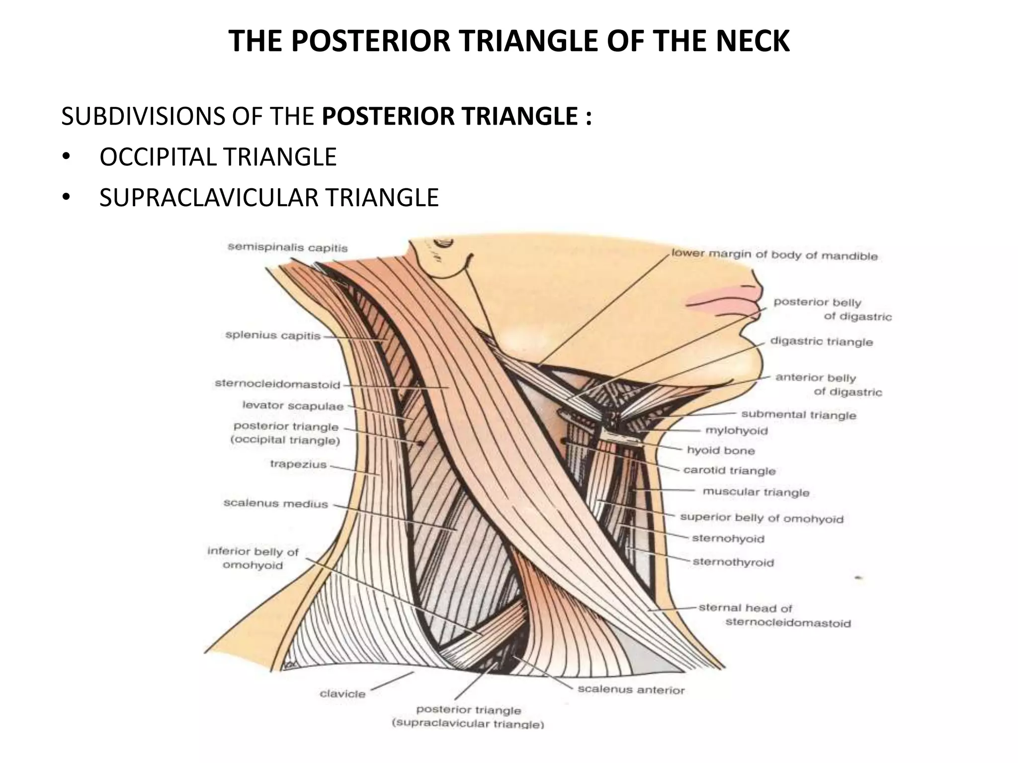 THE POSTERIOR TRIANGLE OF THE NECK
SUBDIVISIONS OF THE POSTERIOR TRIANGLE :
• OCCIPITAL TRIANGLE
• SUPRACLAVICULAR TRIANGLE
 