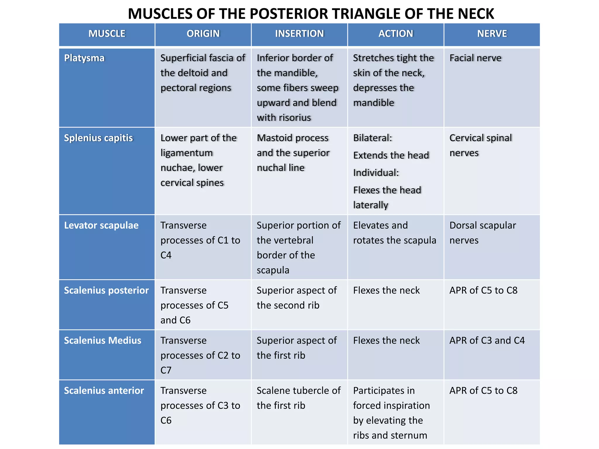 MUSCLE ORIGIN INSERTION ACTION NERVE
Platysma Superficial fascia of
the deltoid and
pectoral regions
Inferior border of
the mandible,
some fibers sweep
upward and blend
with risorius
Stretches tight the
skin of the neck,
depresses the
mandible
Facial nerve
Splenius capitis Lower part of the
ligamentum
nuchae, lower
cervical spines
Mastoid process
and the superior
nuchal line
Bilateral:
Extends the head
Individual:
Flexes the head
laterally
Cervical spinal
nerves
Levator scapulae Transverse
processes of C1 to
C4
Superior portion of
the vertebral
border of the
scapula
Elevates and
rotates the scapula
Dorsal scapular
nerves
Scalenius posterior Transverse
processes of C5
and C6
Superior aspect of
the second rib
Flexes the neck APR of C5 to C8
Scalenius Medius Transverse
processes of C2 to
C7
Superior aspect of
the first rib
Flexes the neck APR of C3 and C4
Scalenius anterior Transverse
processes of C3 to
C6
Scalene tubercle of
the first rib
Participates in
forced inspiration
by elevating the
ribs and sternum
APR of C5 to C8
MUSCLES OF THE POSTERIOR TRIANGLE OF THE NECK
 