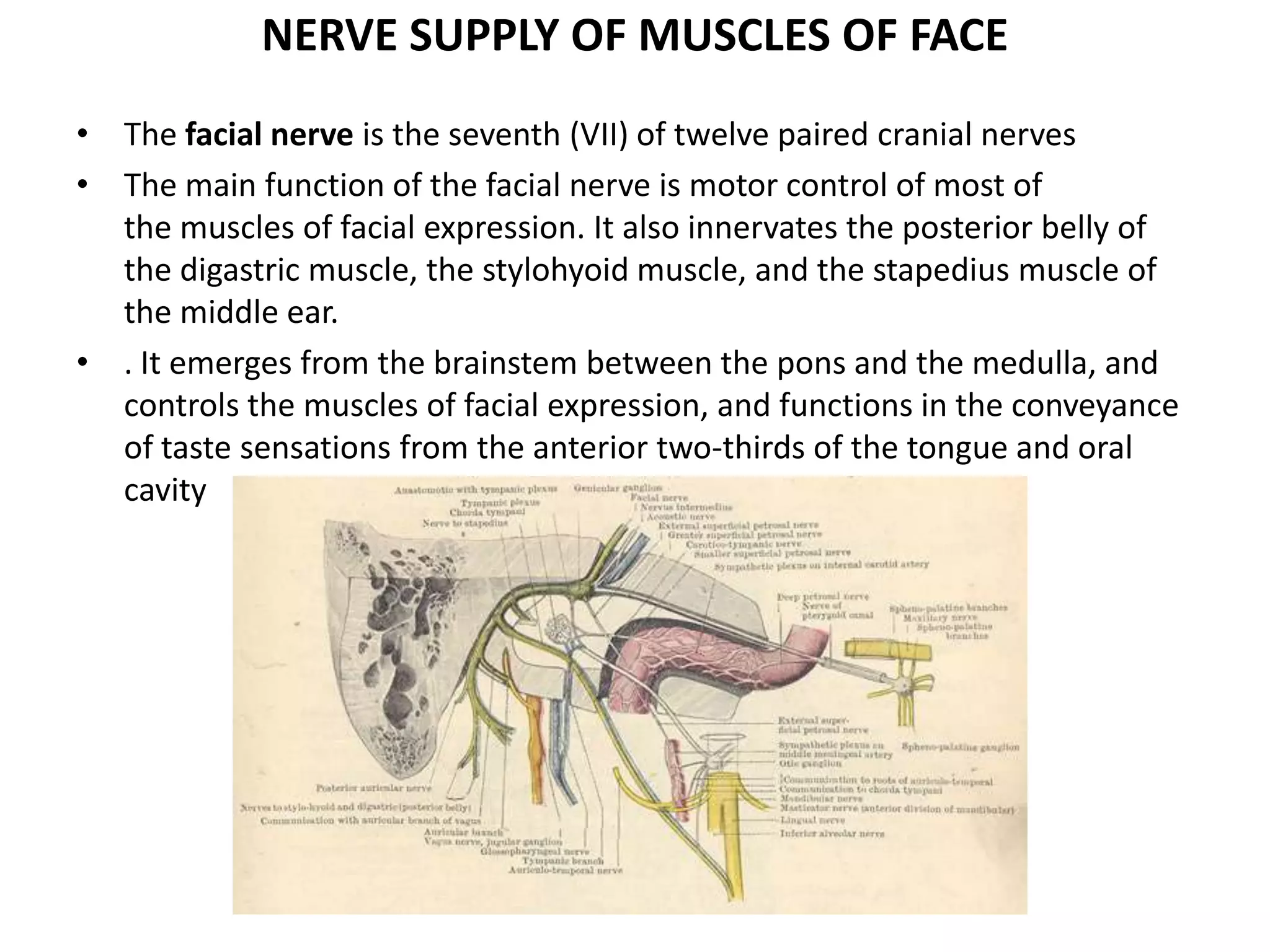 NERVE SUPPLY OF MUSCLES OF FACE
• The facial nerve is the seventh (VII) of twelve paired cranial nerves
• The main function of the facial nerve is motor control of most of
the muscles of facial expression. It also innervates the posterior belly of
the digastric muscle, the stylohyoid muscle, and the stapedius muscle of
the middle ear.
• . It emerges from the brainstem between the pons and the medulla, and
controls the muscles of facial expression, and functions in the conveyance
of taste sensations from the anterior two-thirds of the tongue and oral
cavity
 