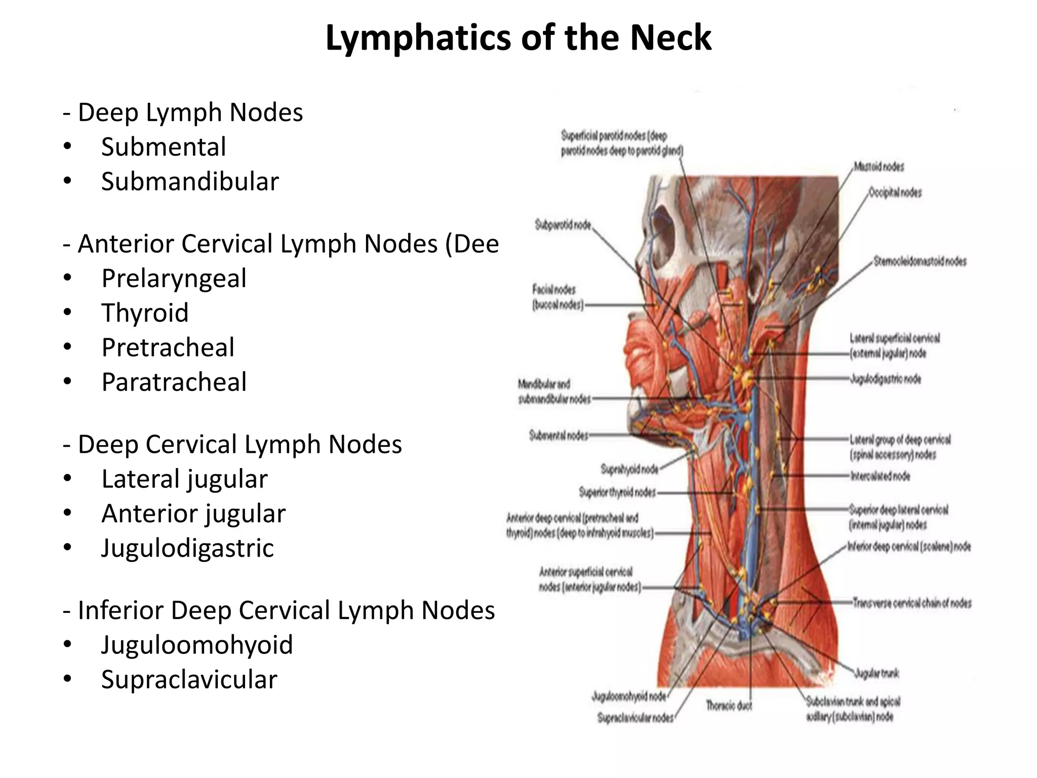 Lymphatics of the Neck
- Deep Lymph Nodes
• Submental
• Submandibular
- Anterior Cervical Lymph Nodes (Deep)
• Prelaryngeal
• Thyroid
• Pretracheal
• Paratracheal
- Deep Cervical Lymph Nodes
• Lateral jugular
• Anterior jugular
• Jugulodigastric
- Inferior Deep Cervical Lymph Nodes
• Juguloomohyoid
• Supraclavicular
 