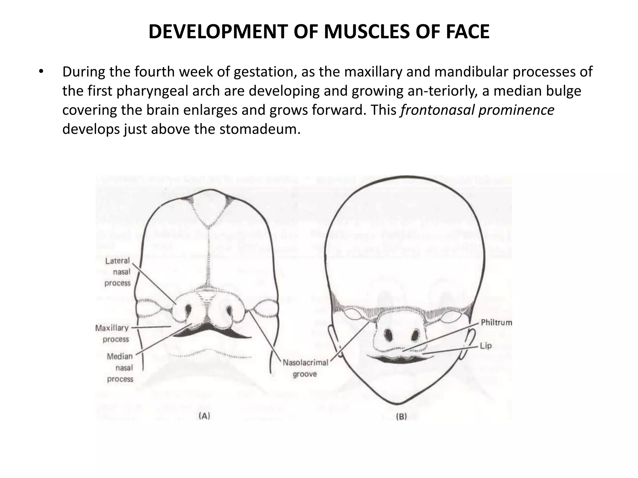 DEVELOPMENT OF MUSCLES OF FACE
• During the fourth week of gestation, as the maxillary and mandibular processes of
the first pharyngeal arch are developing and growing an-teriorly, a median bulge
covering the brain enlarges and grows forward. This frontonasal prominence
develops just above the stomadeum.
 