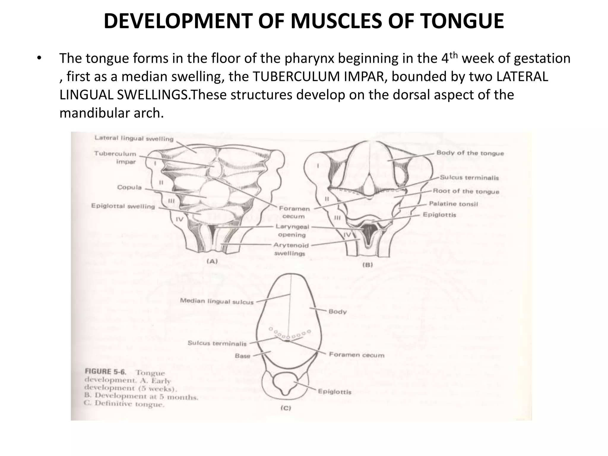 DEVELOPMENT OF MUSCLES OF TONGUE
• The tongue forms in the floor of the pharynx beginning in the 4th week of gestation
, first as a median swelling, the TUBERCULUM IMPAR, bounded by two LATERAL
LINGUAL SWELLINGS.These structures develop on the dorsal aspect of the
mandibular arch.
 