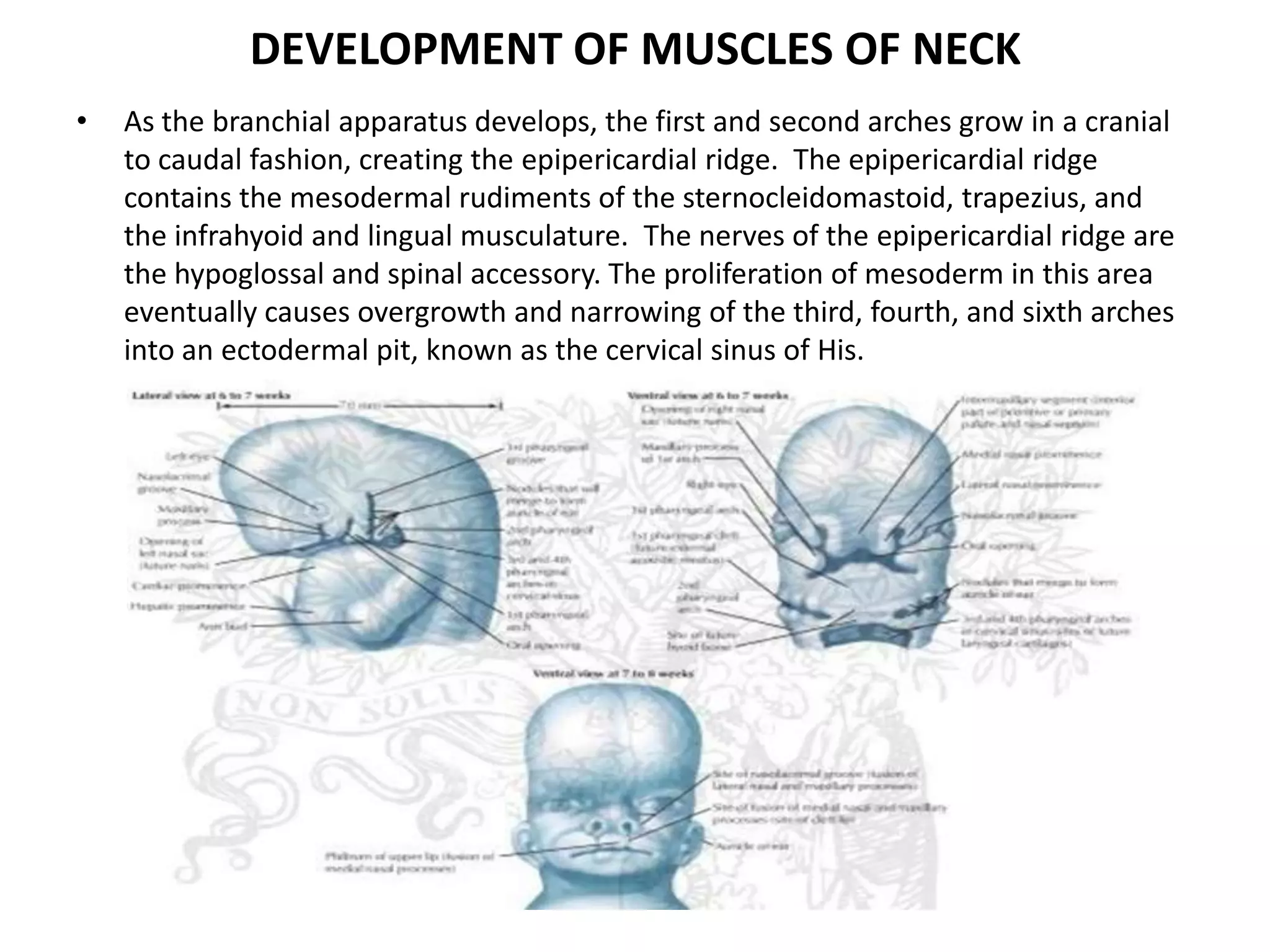 DEVELOPMENT OF MUSCLES OF NECK
• As the branchial apparatus develops, the first and second arches grow in a cranial
to caudal fashion, creating the epipericardial ridge. The epipericardial ridge
contains the mesodermal rudiments of the sternocleidomastoid, trapezius, and
the infrahyoid and lingual musculature. The nerves of the epipericardial ridge are
the hypoglossal and spinal accessory. The proliferation of mesoderm in this area
eventually causes overgrowth and narrowing of the third, fourth, and sixth arches
into an ectodermal pit, known as the cervical sinus of His.
 