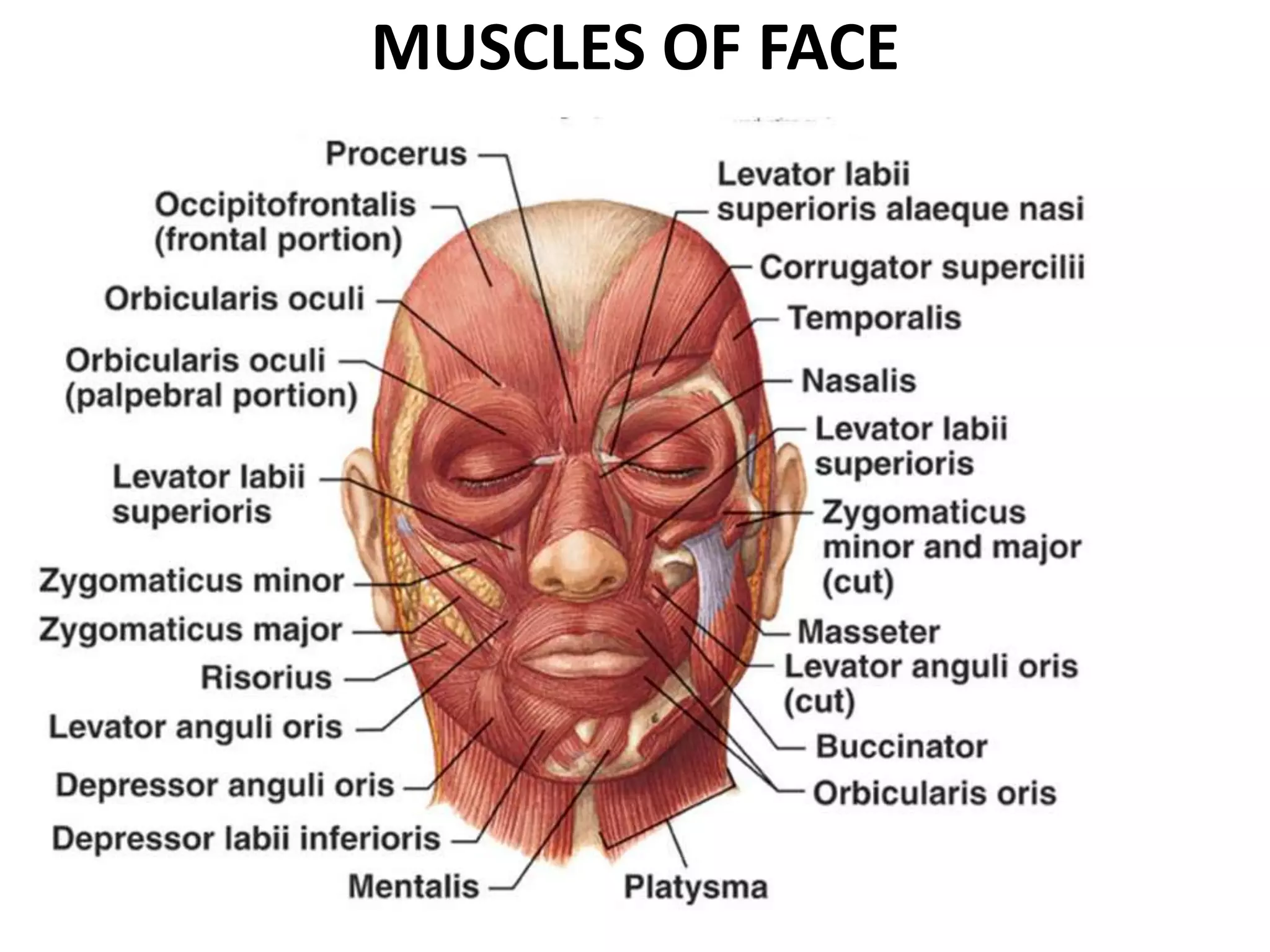 MUSCLES OF FACE
 