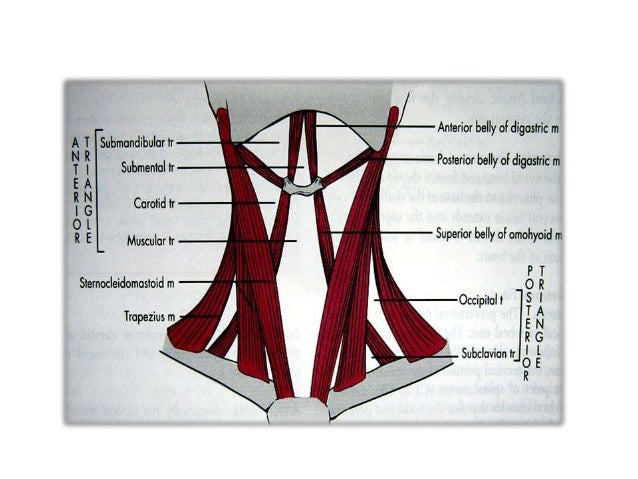 muscles of the face and neck pdf