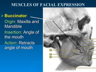 Muscles Of Facial Expression | PPT