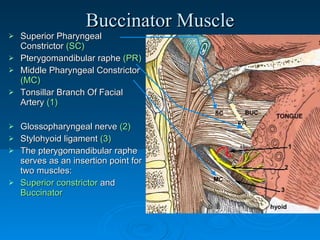 Muscles Of Facial Expression