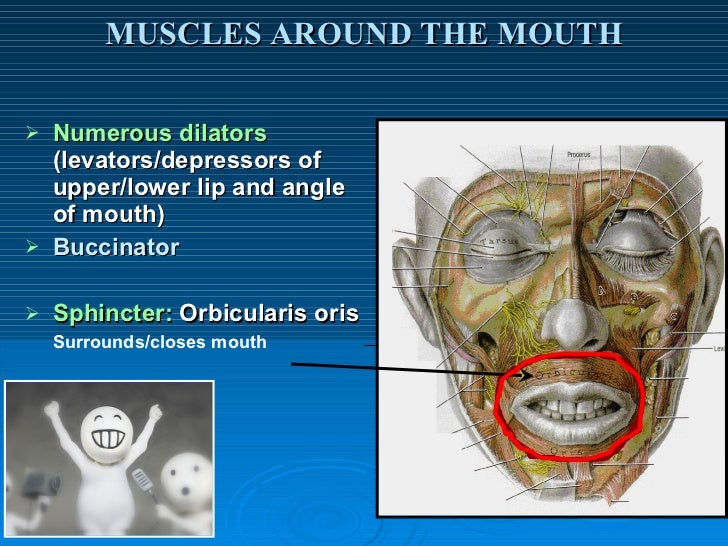 Muscles Of Facial Expression