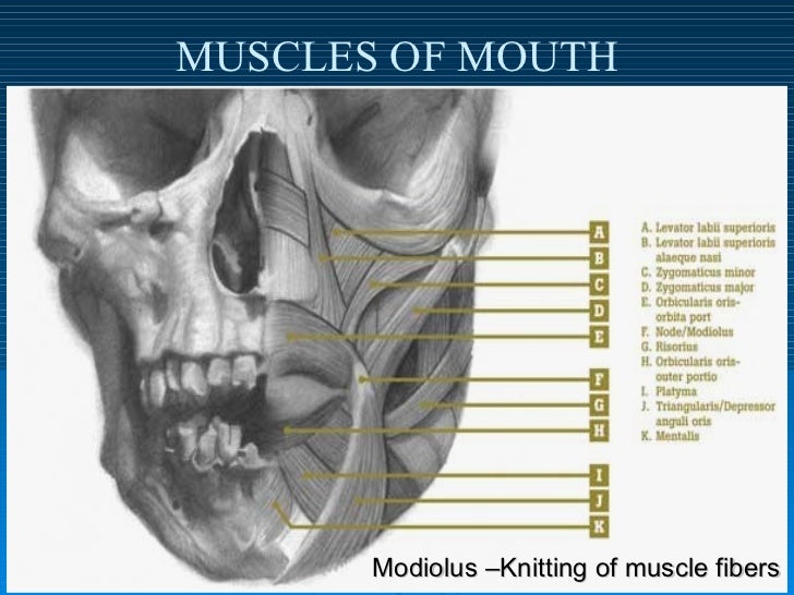 Muscles Of Facial Expr...