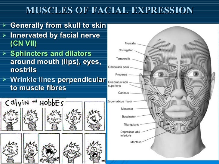 Muscles Of Facial Expression Chart