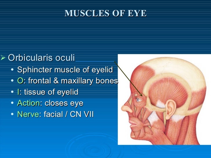 muscles of facial expression
