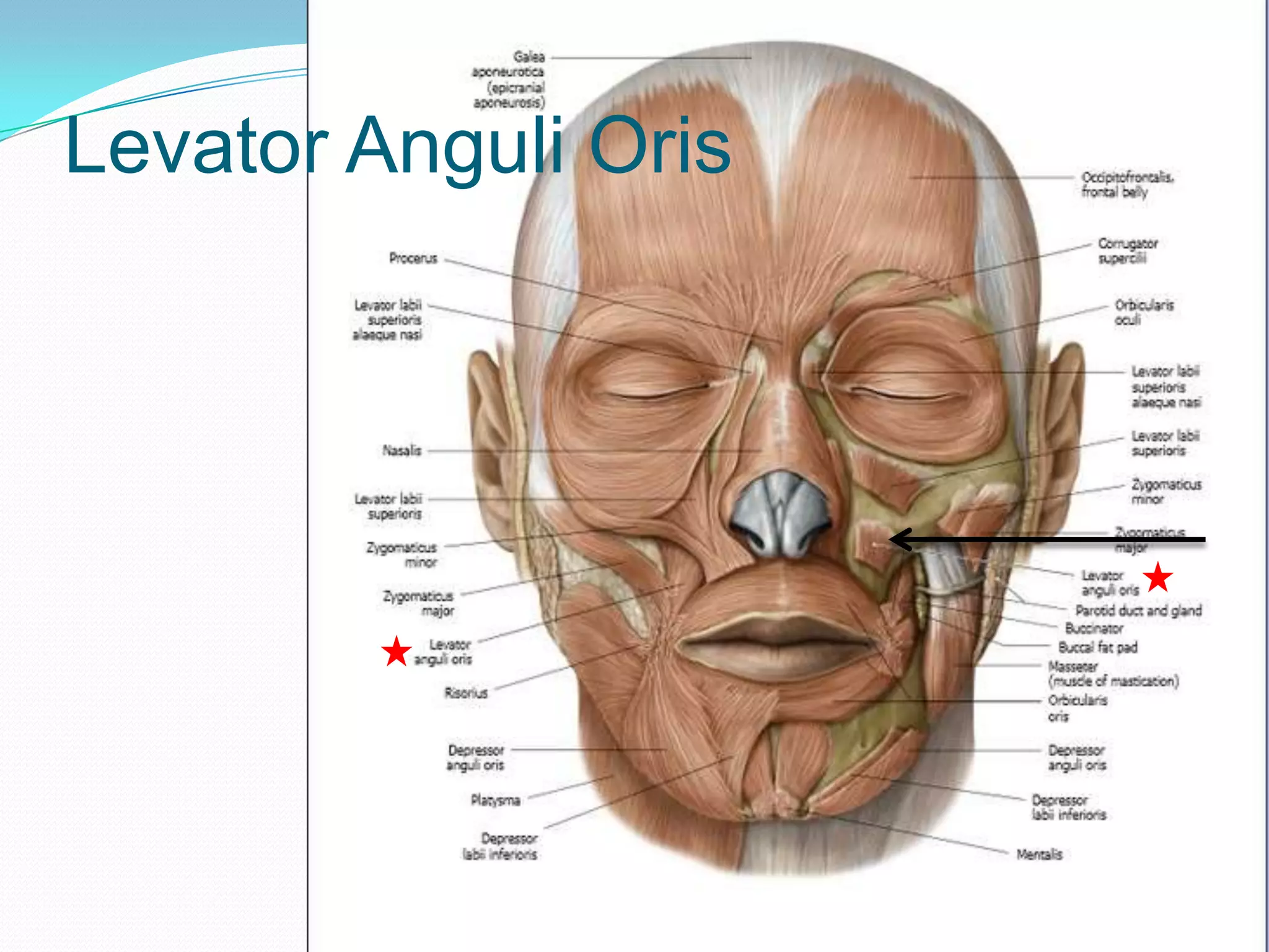 Muscles of facial expression | PPTX