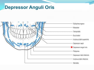 Muscles of facial expression | PPTX