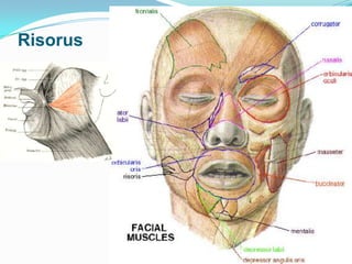 Muscles of facial expression | PPTX