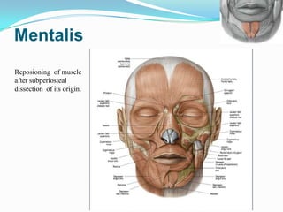 Intercheilion Line Muscles of facial expression | PPTX