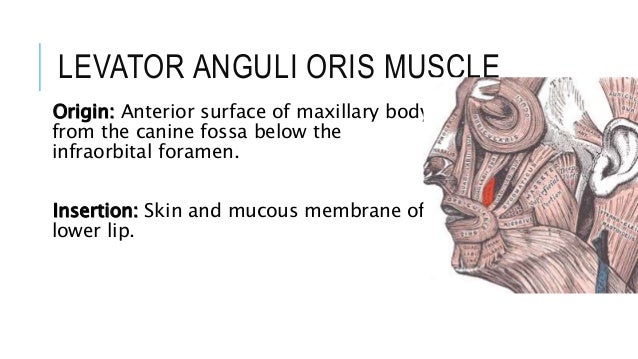 Muscles of facial expression Muscles of facial expression