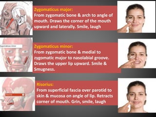 Structure Involved In Smiling Muscles of facial expression neeha | PPTX
