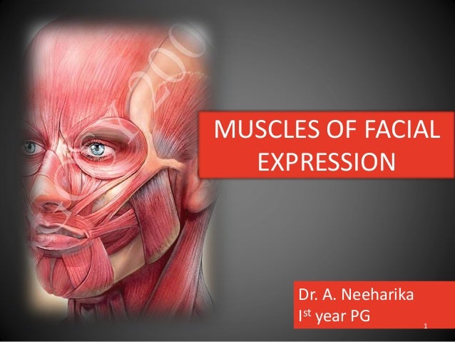 muscles of facial expression neeha muscles of facial expression