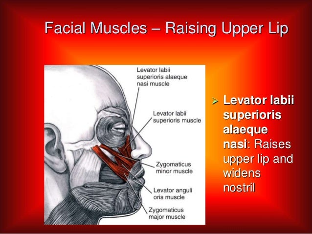 Musclesoffacialexpression new Musclesoffacialexpression new