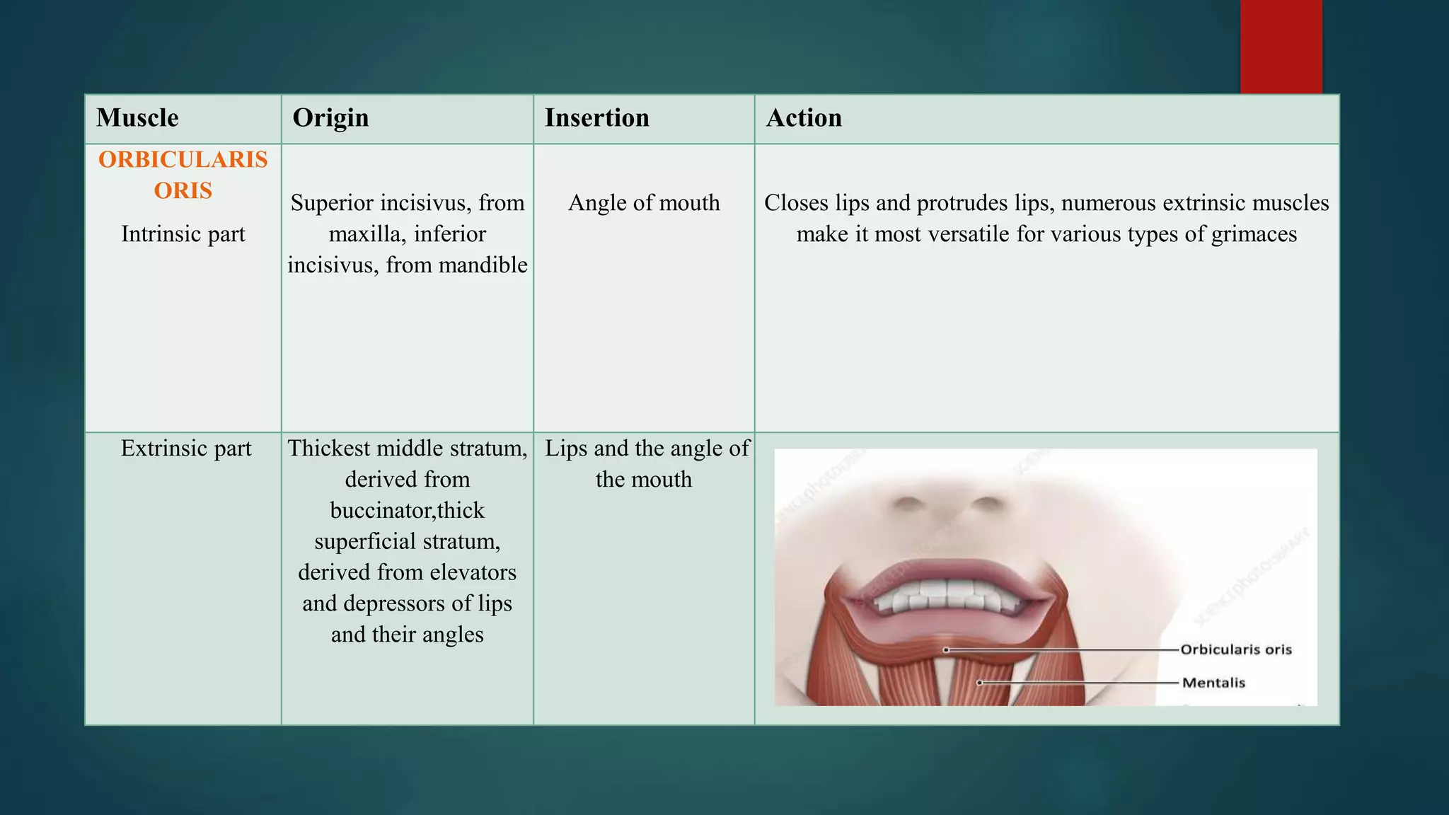Muscle Origin Insertion Action
ORBICULARIS
ORIS
Intrinsic part
Superior incisivus, from
maxilla, inferior
incisivus, from mandible
Angle of mouth Closes lips and protrudes lips, numerous extrinsic muscles
make it most versatile for various types of grimaces
Extrinsic part Thickest middle stratum,
derived from
buccinator,thick
superficial stratum,
derived from elevators
and depressors of lips
and their angles
Lips and the angle of
the mouth
 